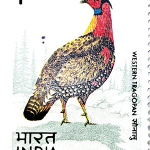1975 - Western Tragopan