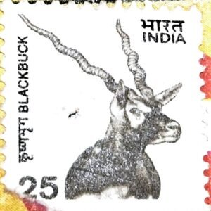 Blackbuck