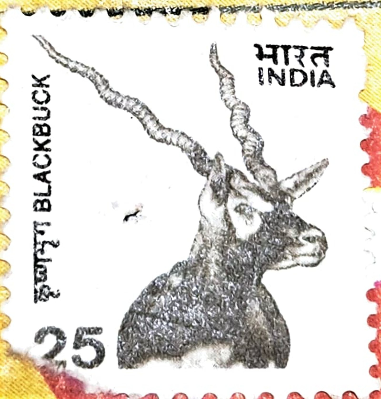 Blackbuck