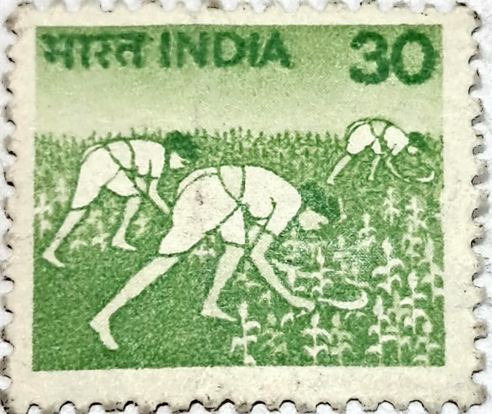 1979 - Harvesting