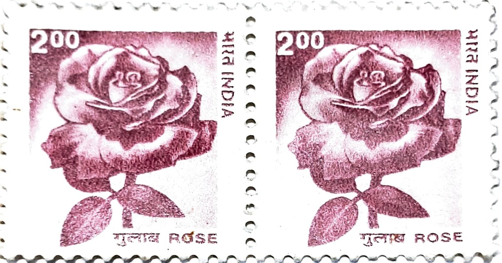 2002 - Rose